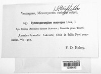 Gymnosporangium juniperi-virginianae image